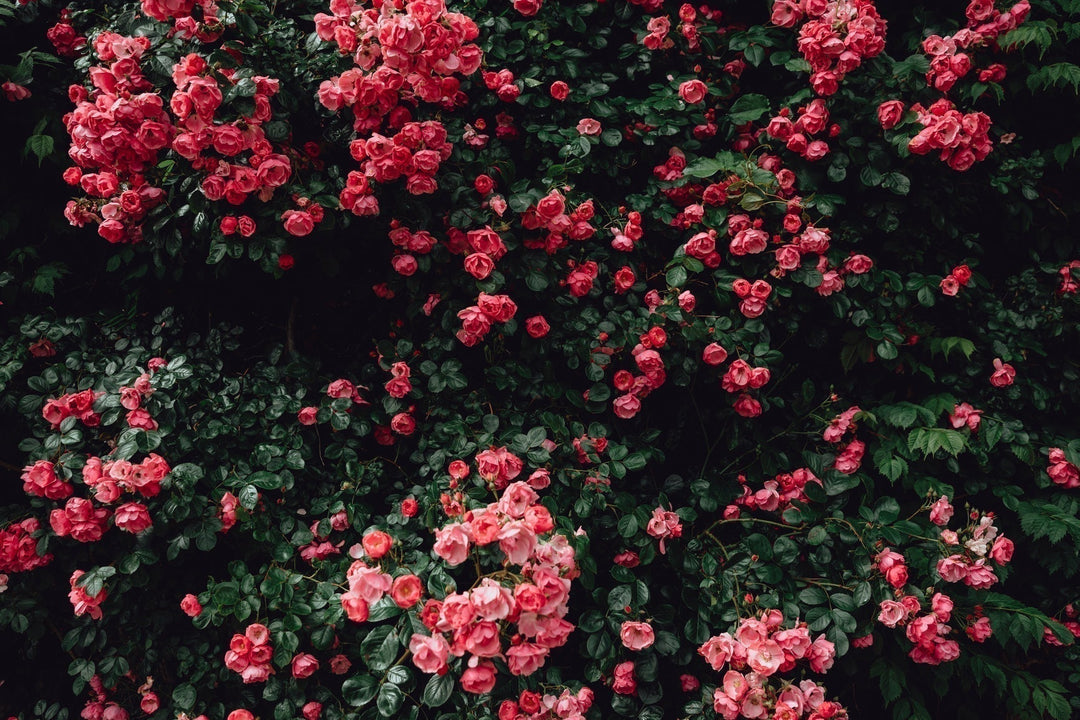 The Complete Guide to Rose Essential Oil: History & Benefits
