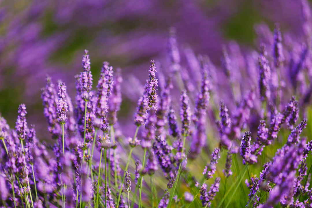 Close-up of purple lavender flowers growing in a field, used for lavender essential oil production
