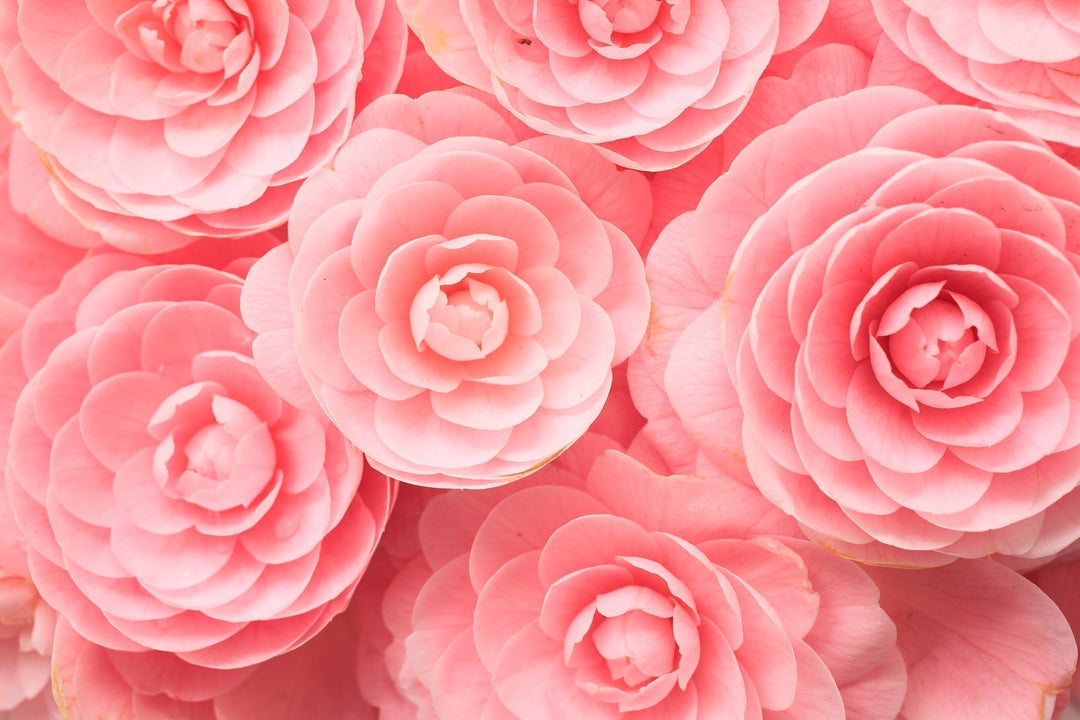 Many multi-petaled pink camellia flowers. Up close with clear view of texture. 