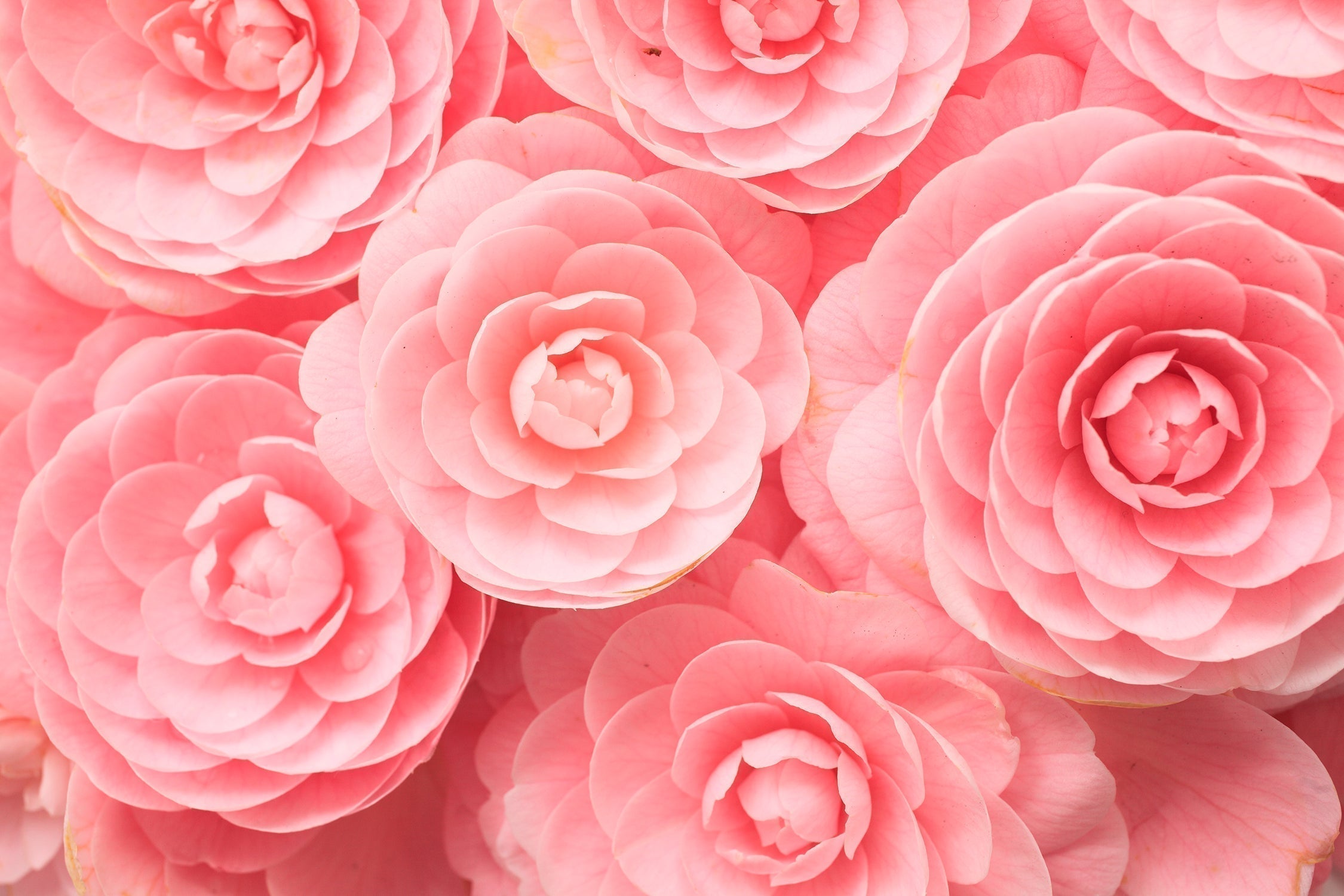 Many multi-petaled pink camellia flowers. Up close with clear view of texture. 
